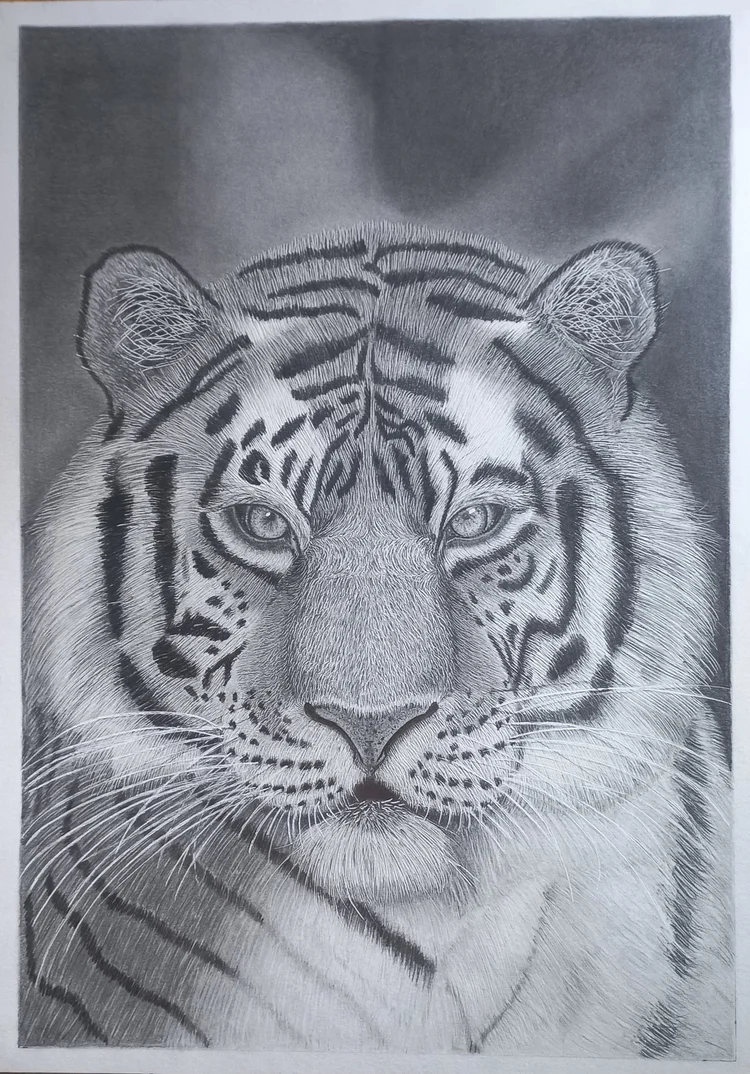 Tigre
